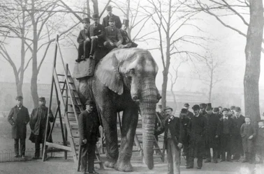 ジャンボに乗ってZSLロンドン動物園、おそらく1882年3月